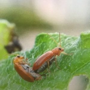 Meet your Posher, Elena